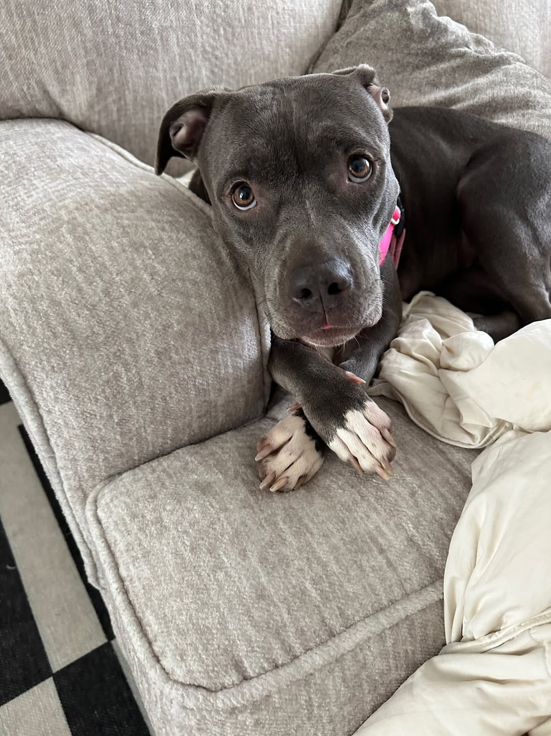 sweet dog on couch