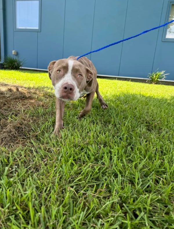 sweet dog on leash