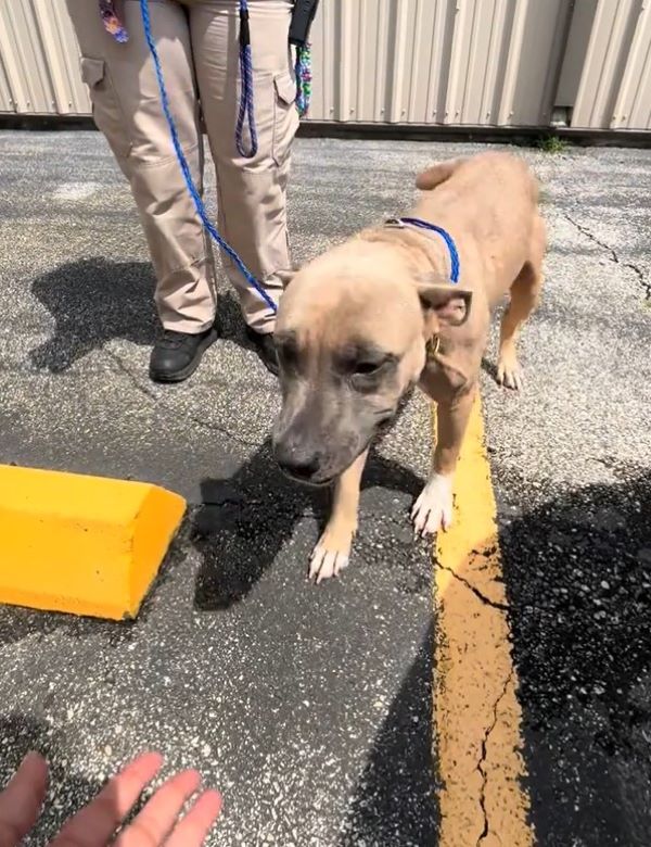sweet dog on leash
