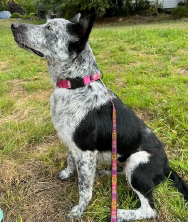 sweet dog on leash