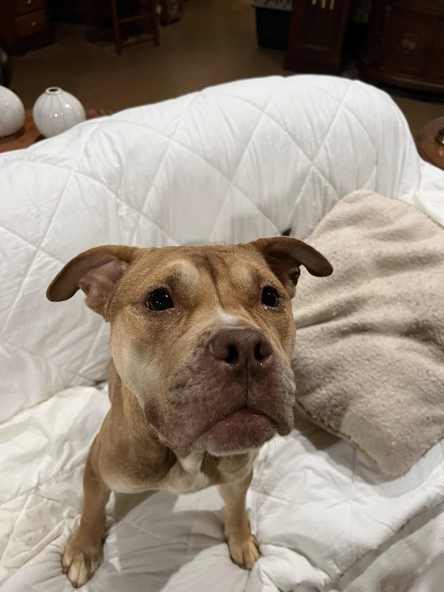 sweet dog on sofa