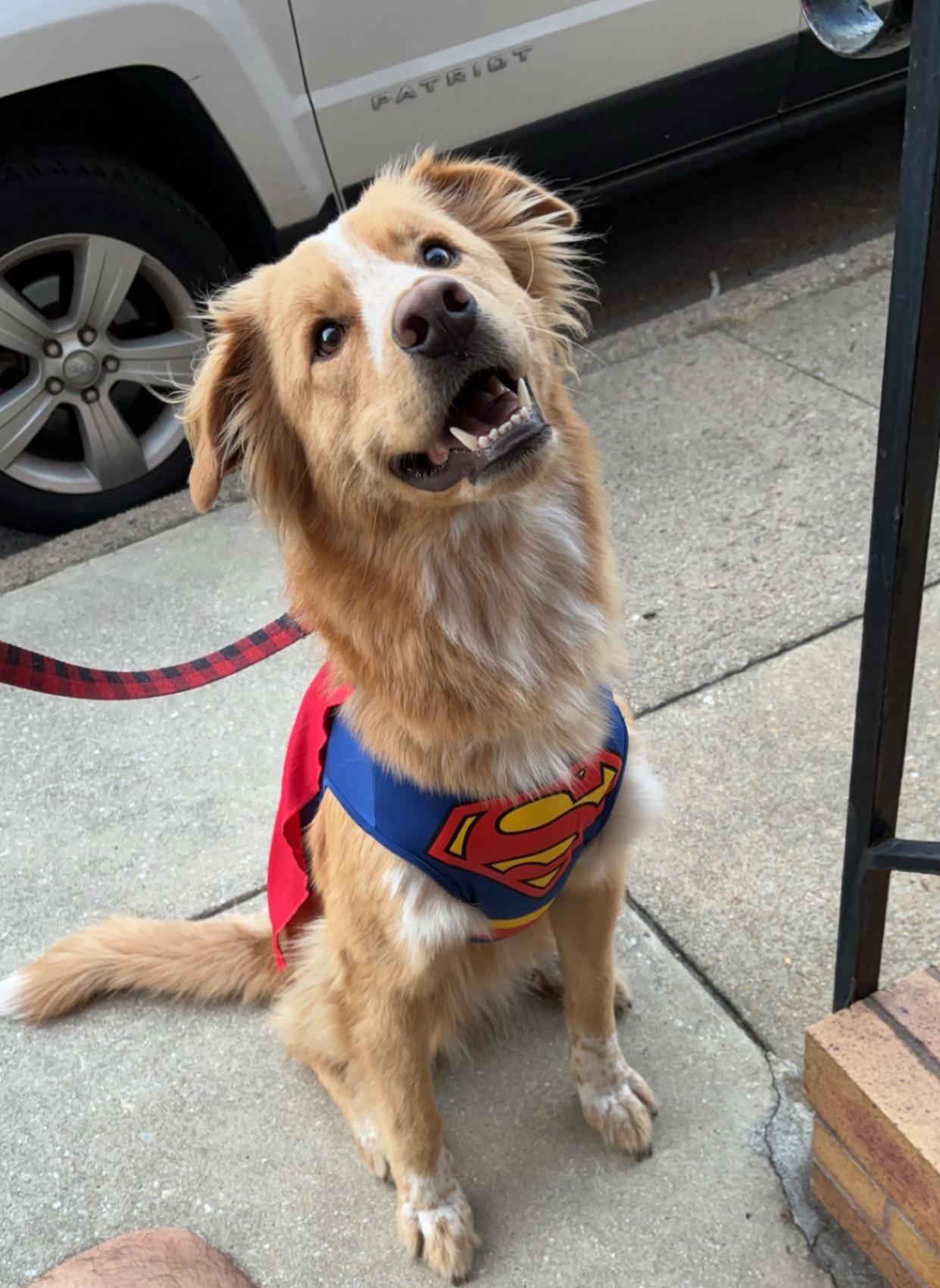 sweet dog on street