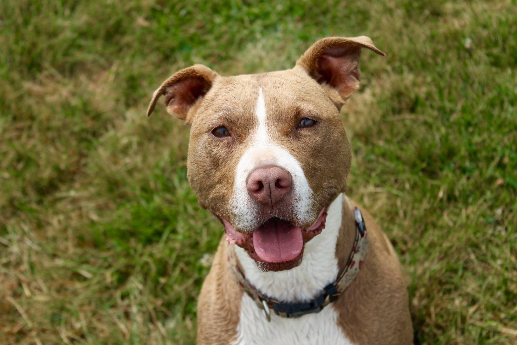 sweet dog posing for picture