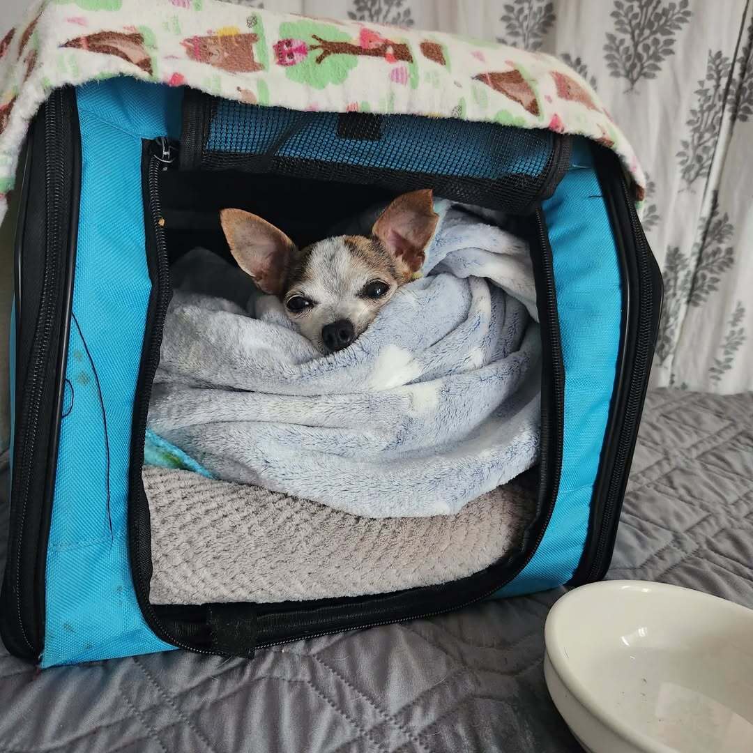sweet dog under blanket