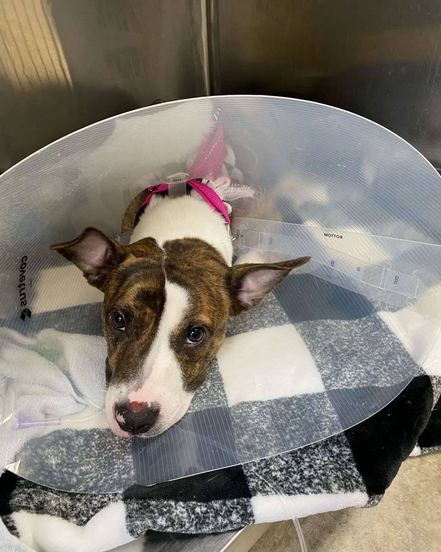 sweet dog with broken leg