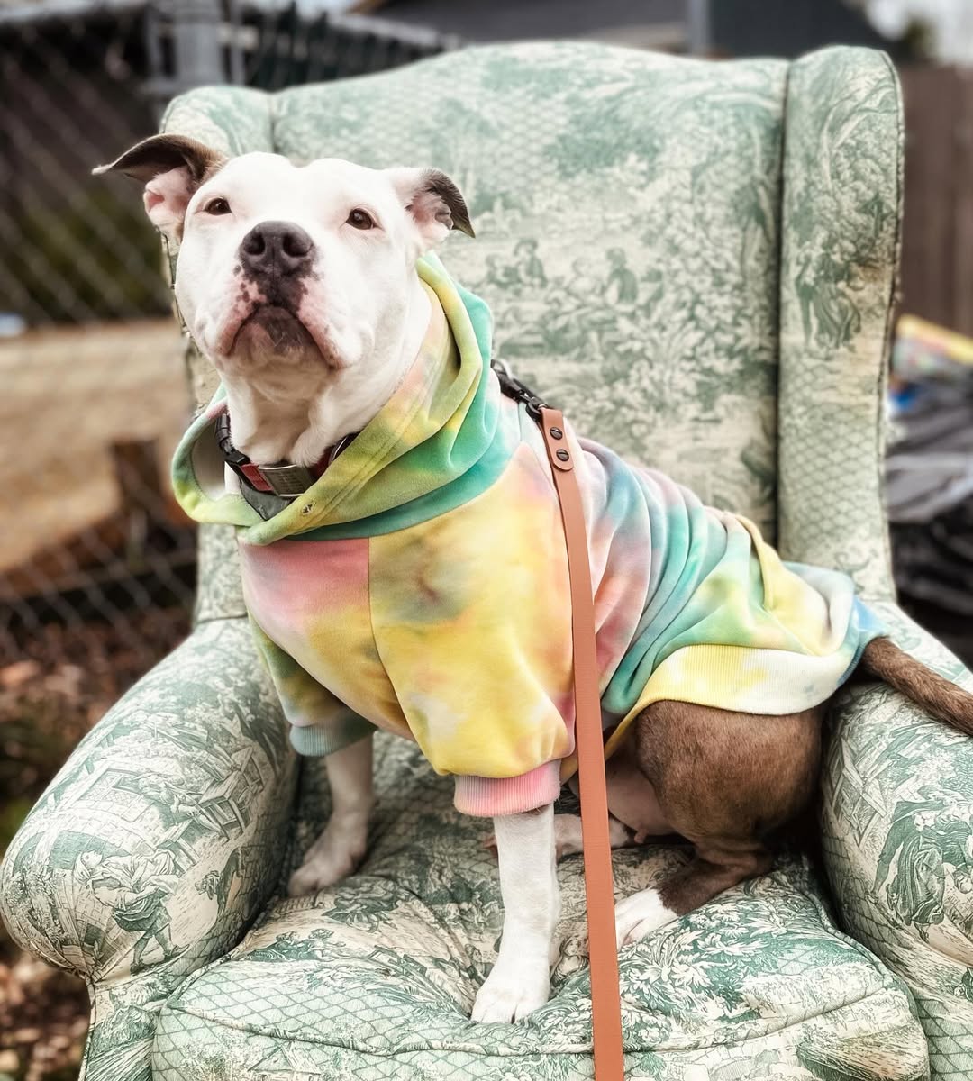 sweet dog with clothes on