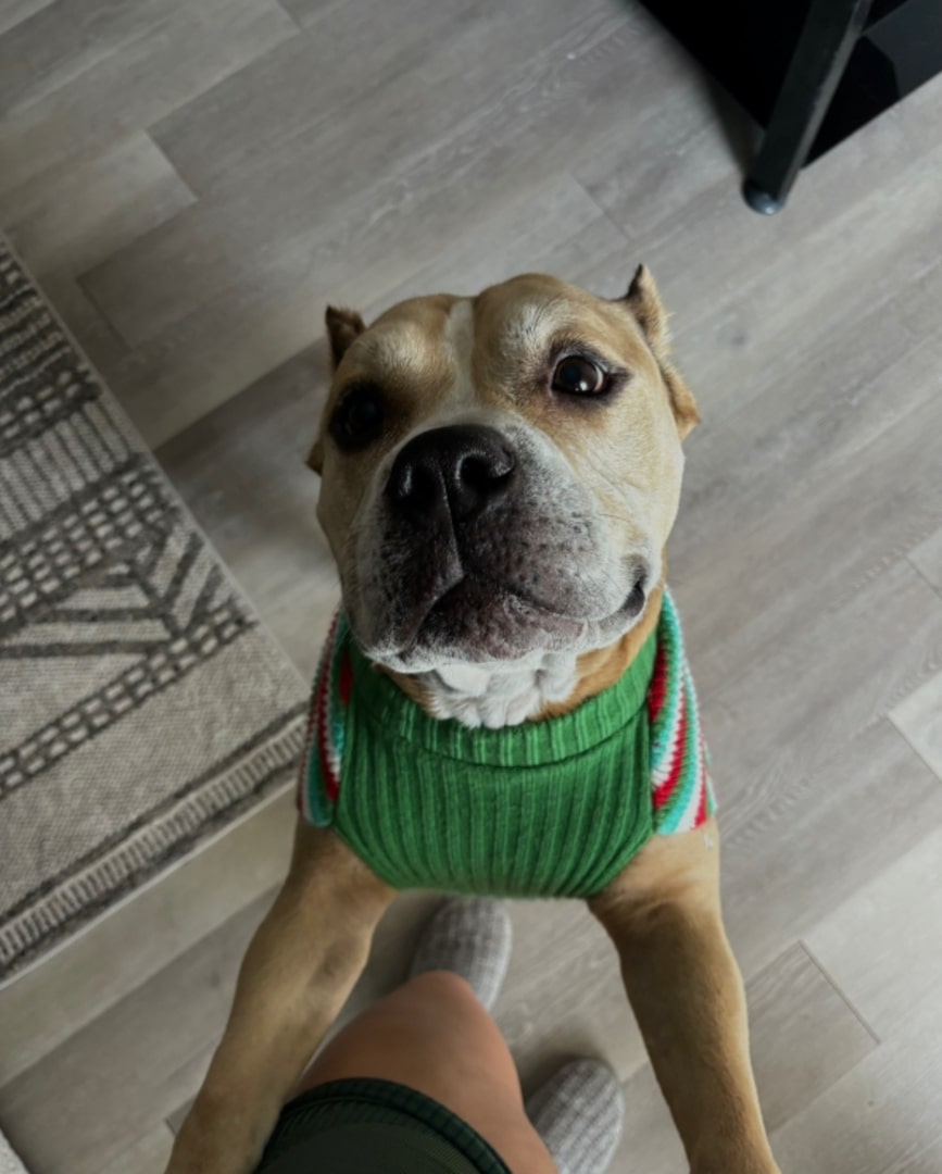sweet dog with green shirt