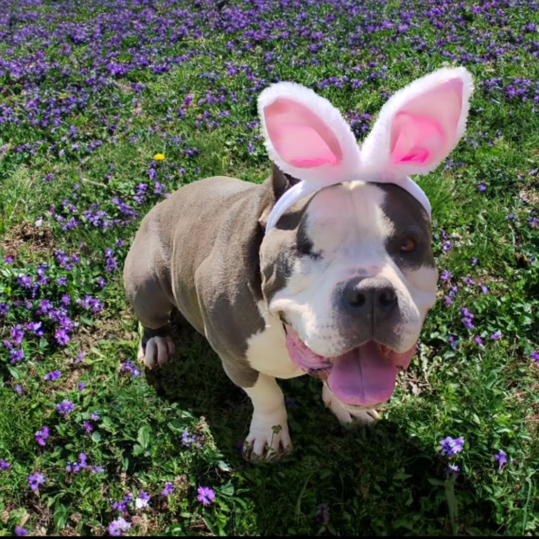 sweet dog with rabbit ears