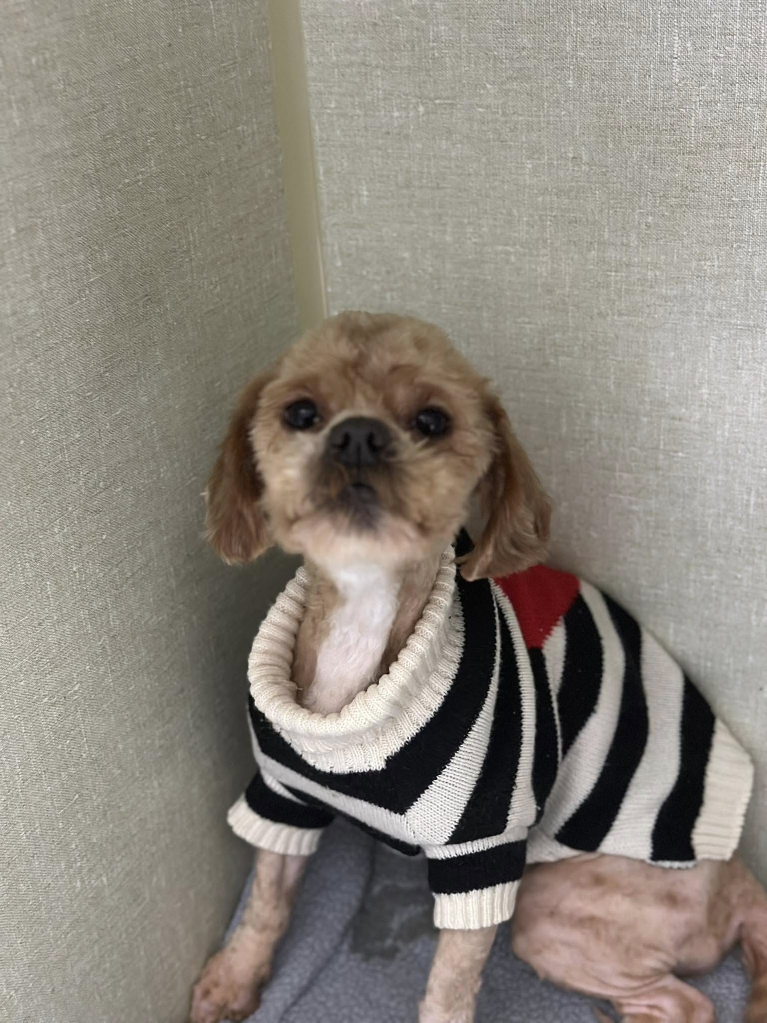 sweet dog with shirt on