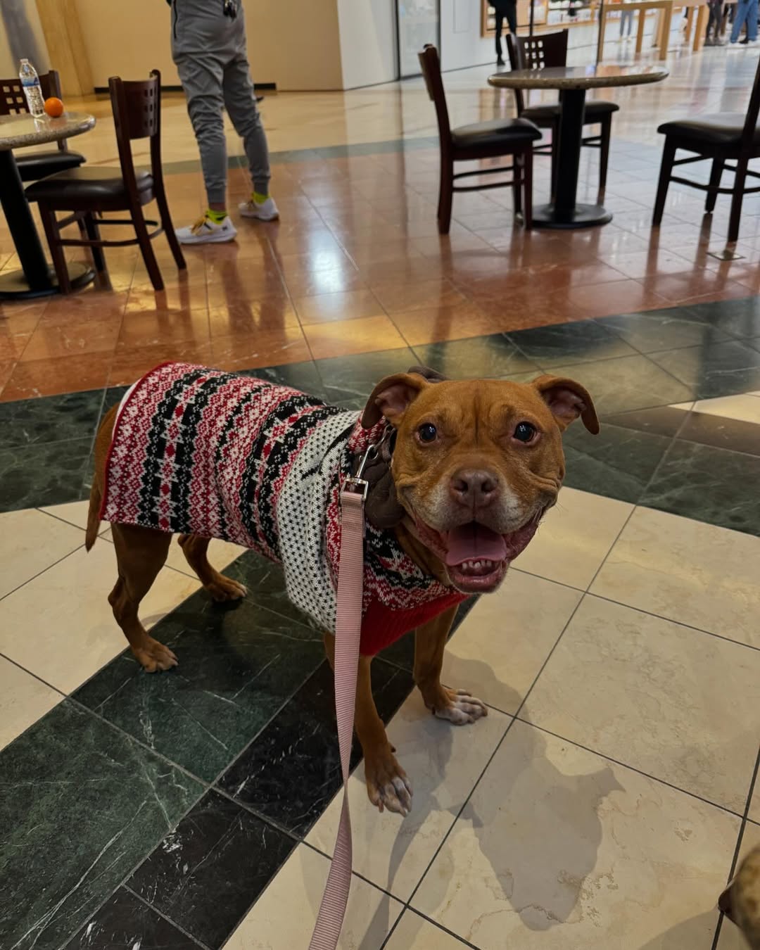 sweet dog with shirt on