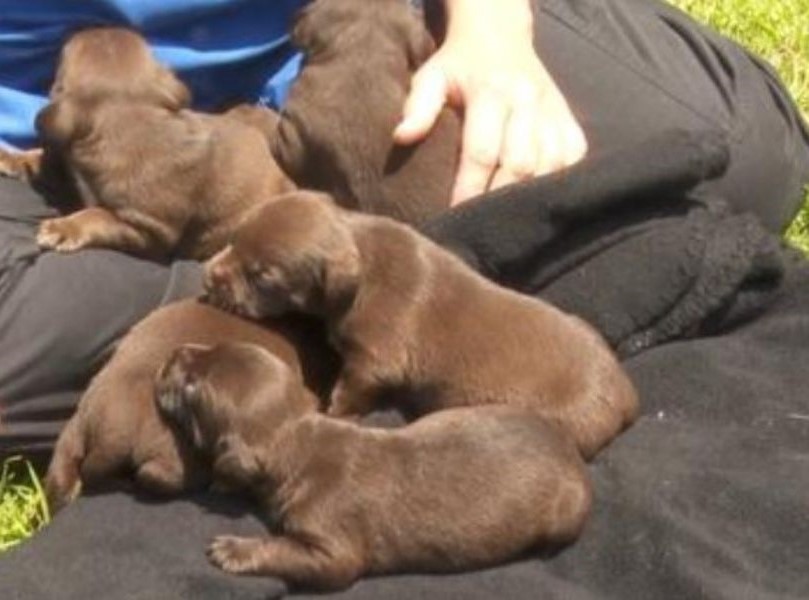 sweet five puppies