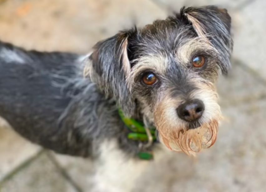 sweet gray dog