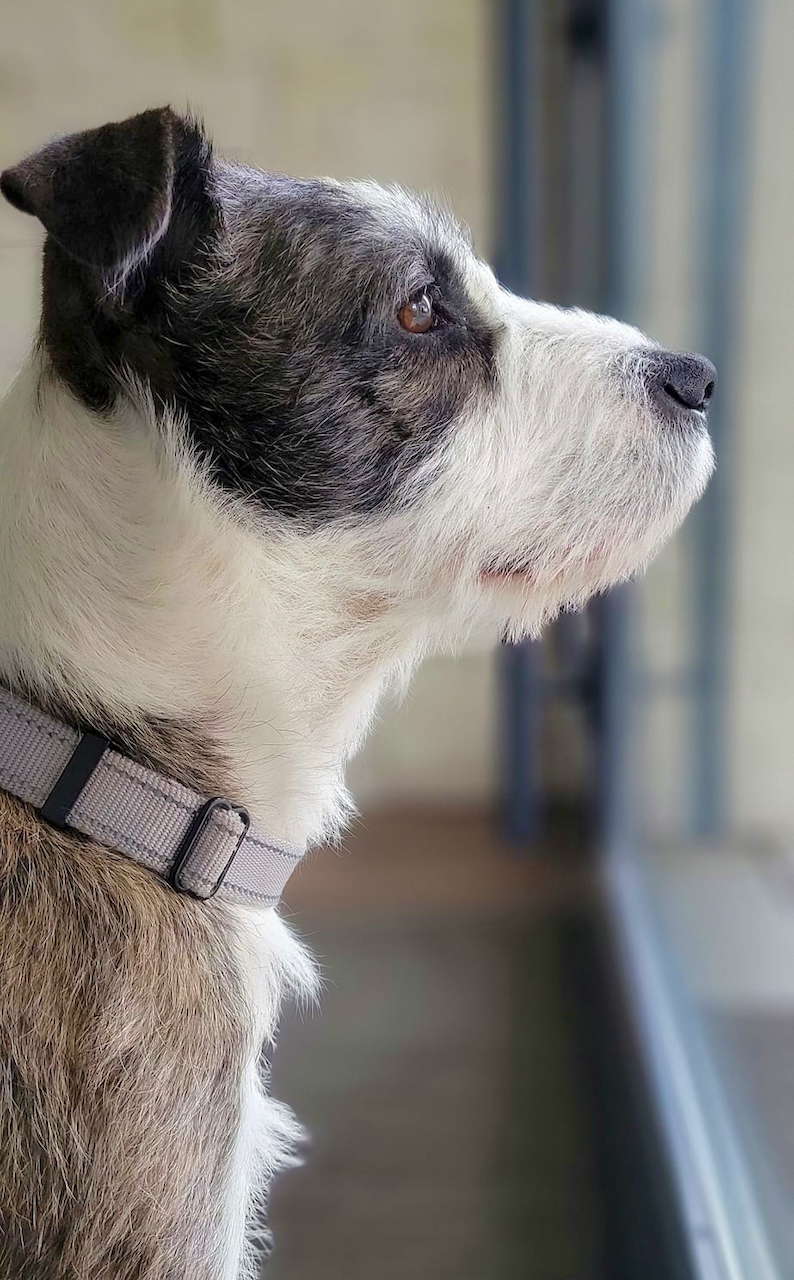sweet mother dog