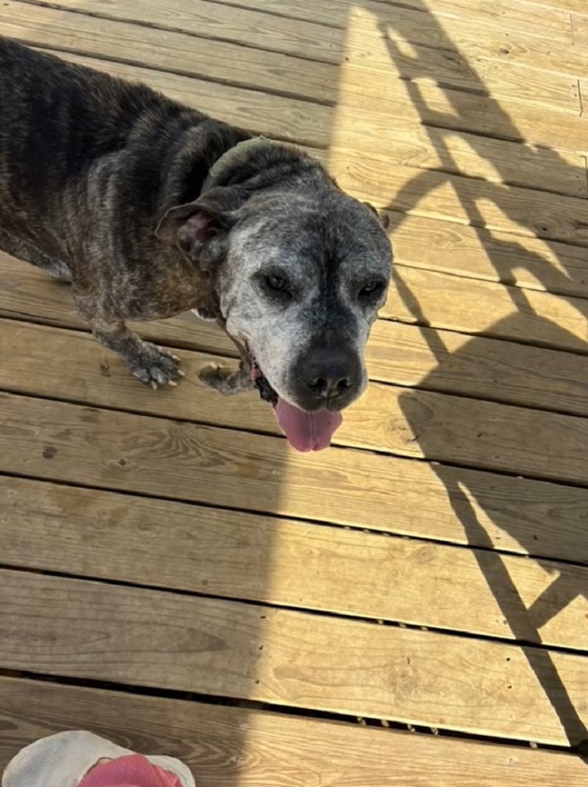 sweet old dog