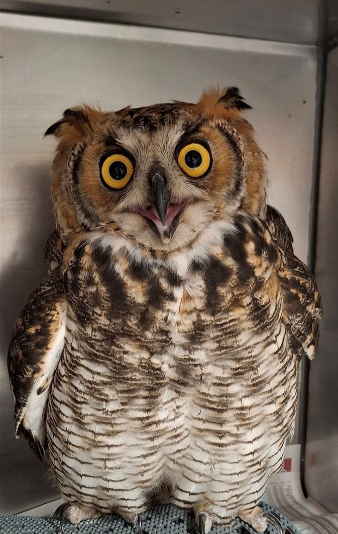 sweet owl