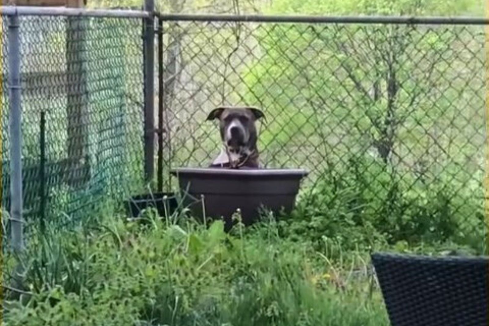 sweet pit bull