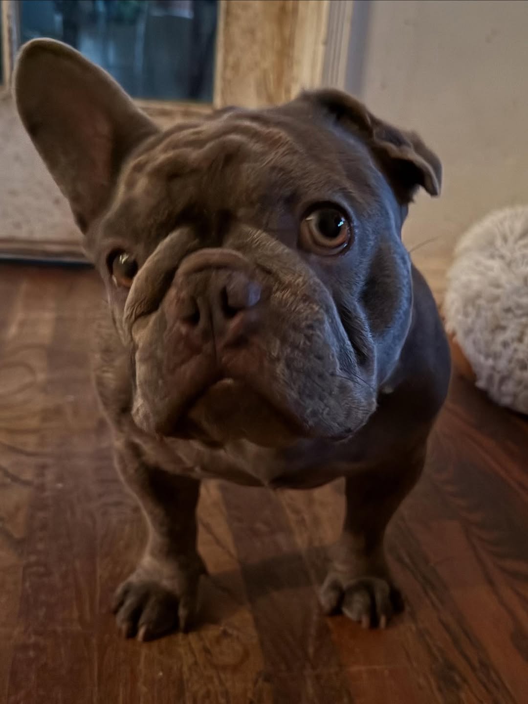 sweet pug