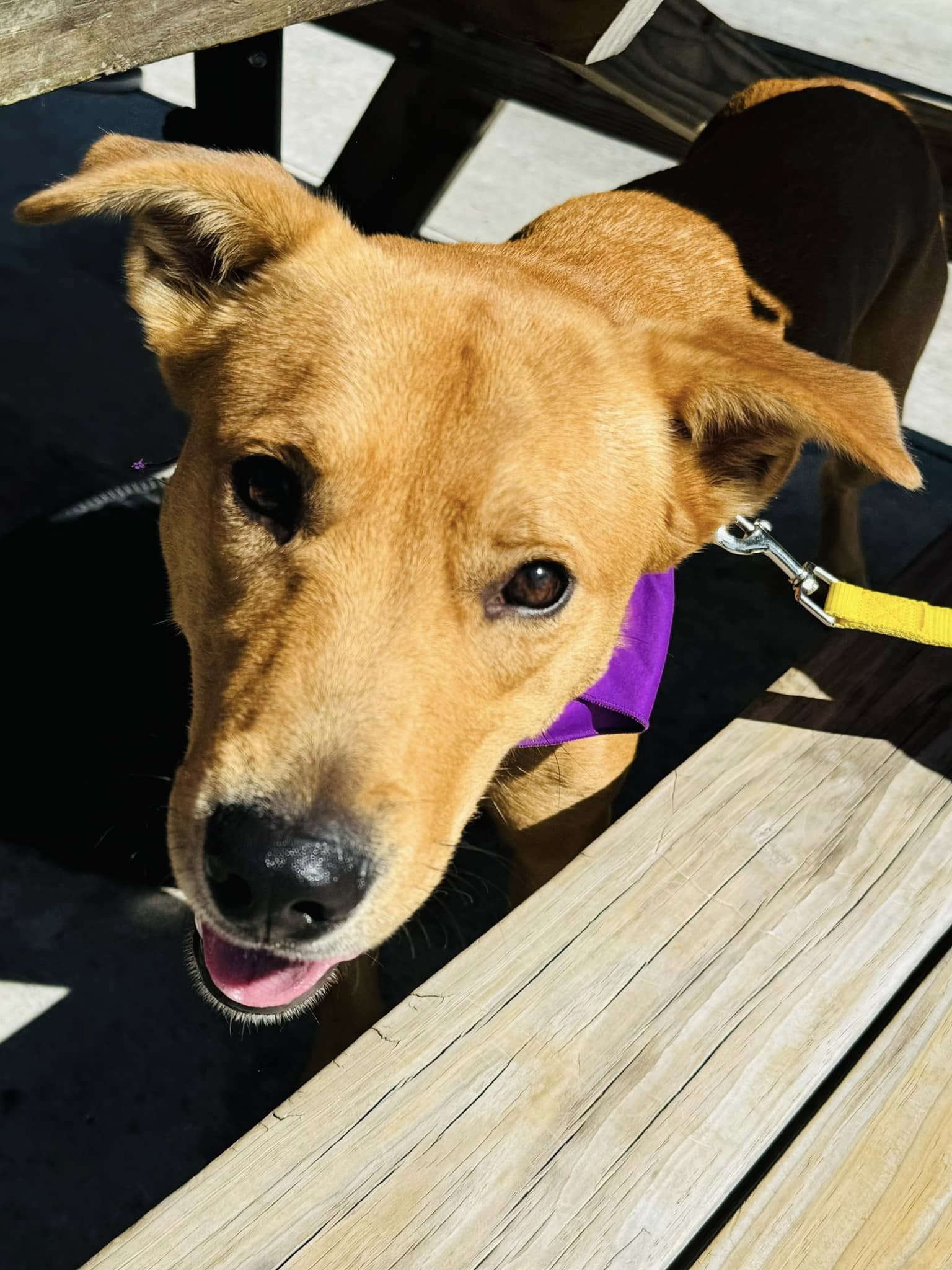 sweet pup looking up
