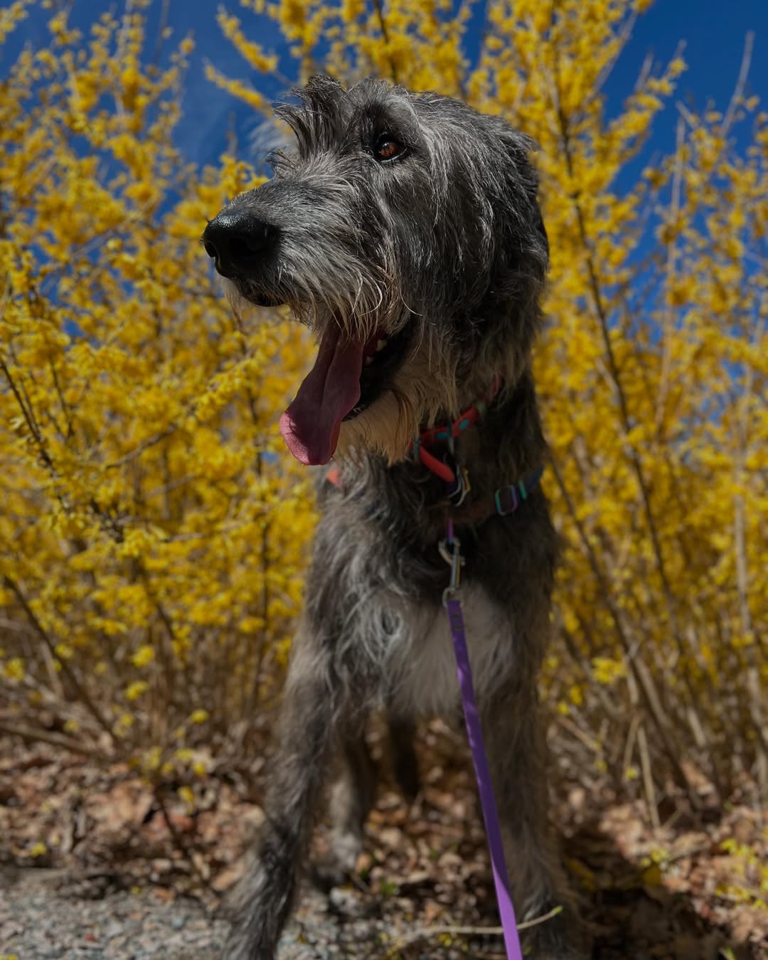 sweet senior dog