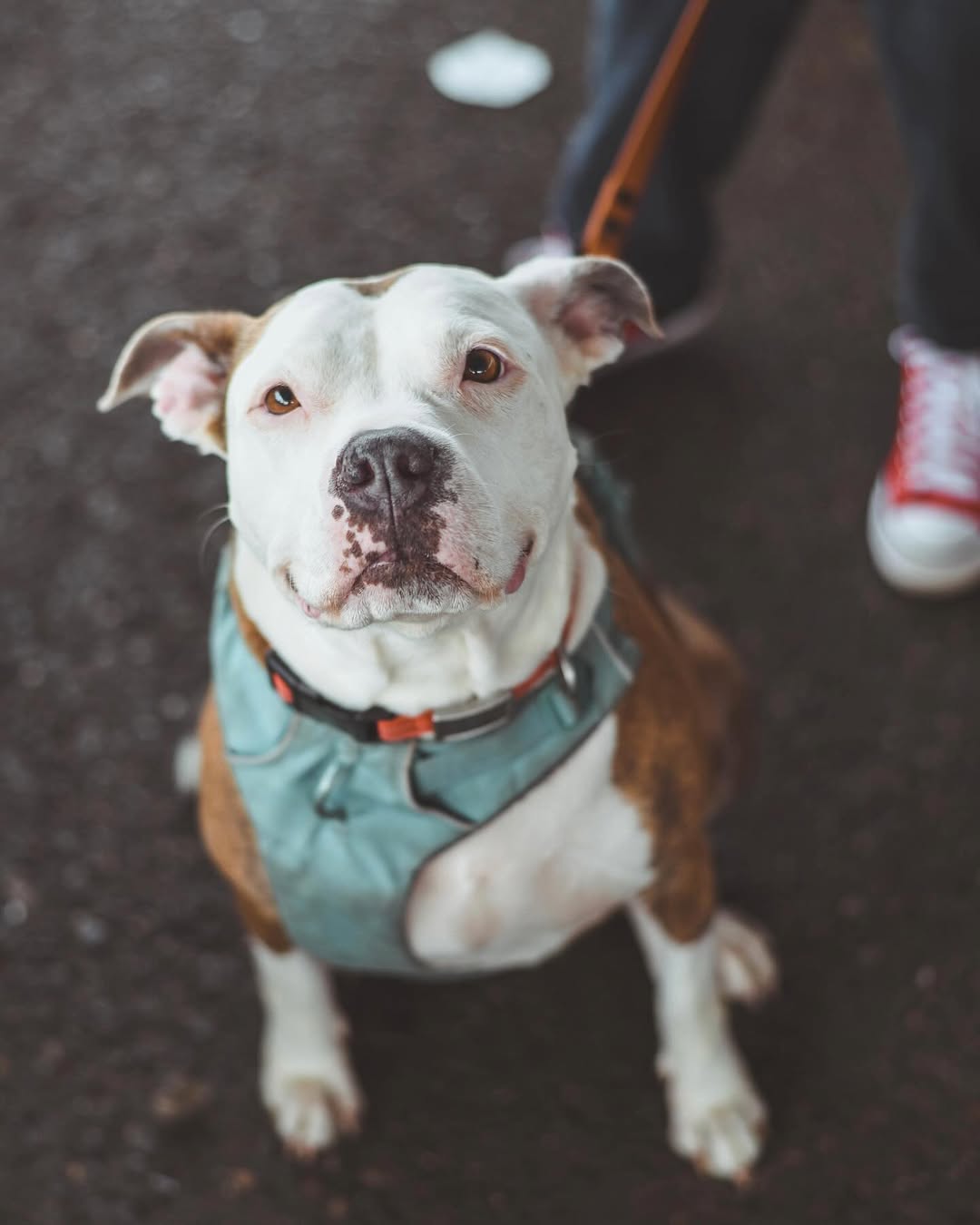 sweet senior dog