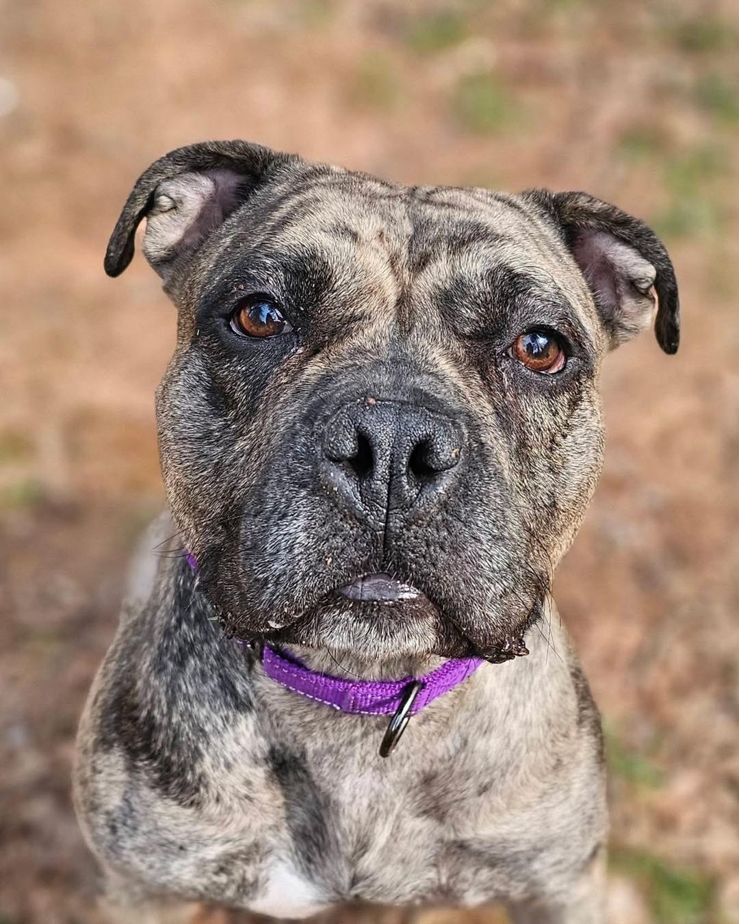 sweet senior dog