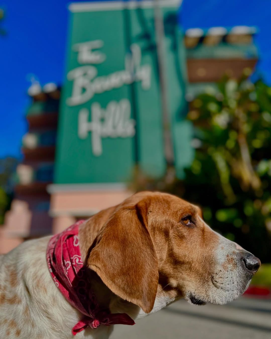 sweet senior dog