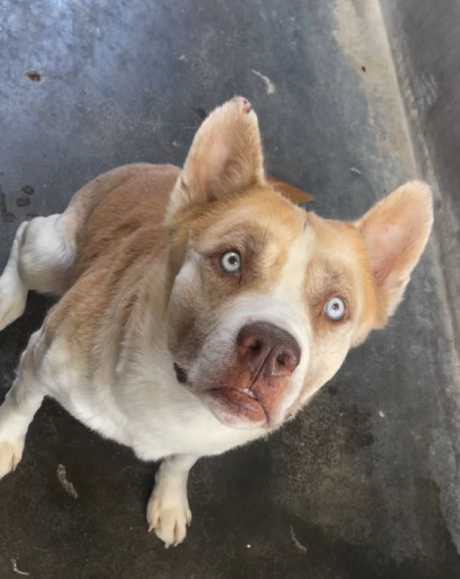 sweet shelter dog