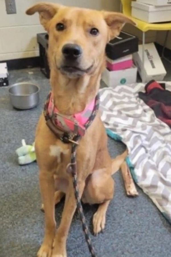 sweet timid pup