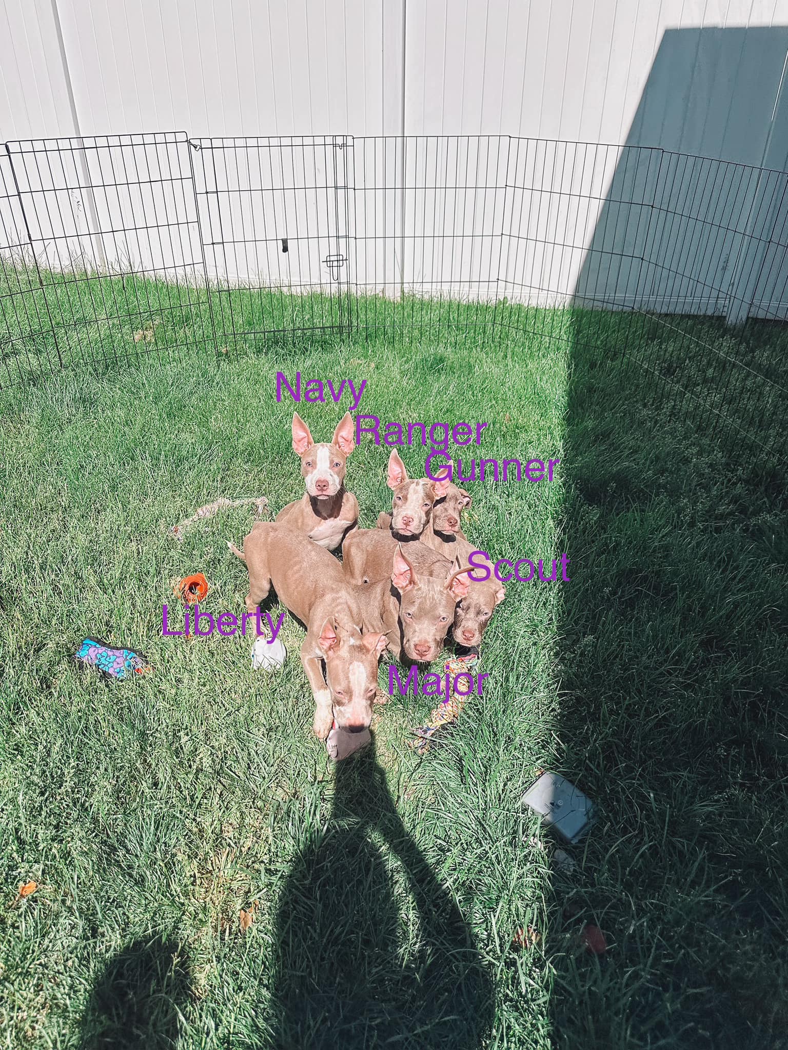 sweet tiny brown puppies