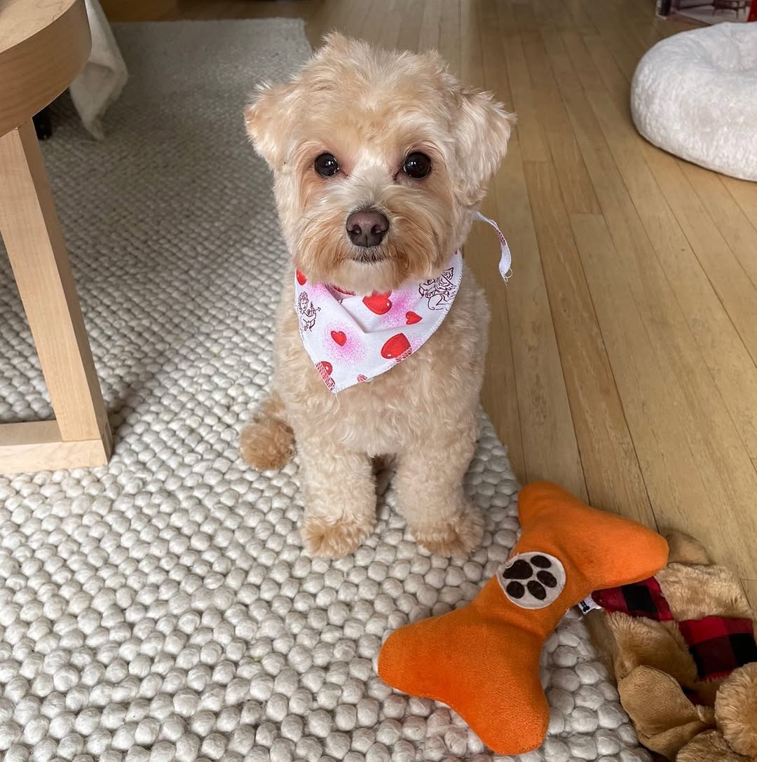 sweet tiny dog