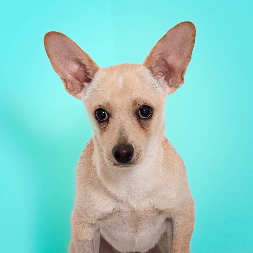 sweet tiny dog