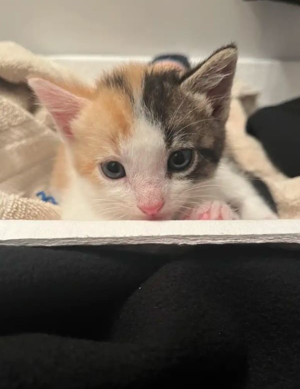sweet tiny kitten