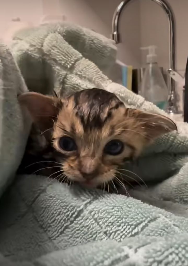 sweet tiny kitten