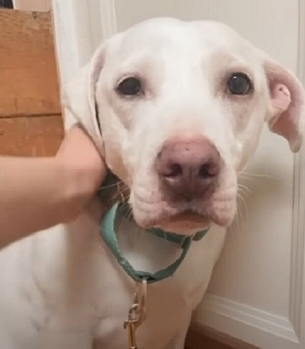 sweet white dog