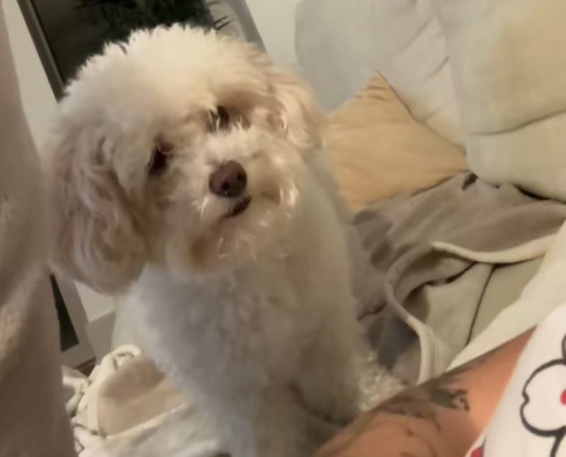 sweet white dog