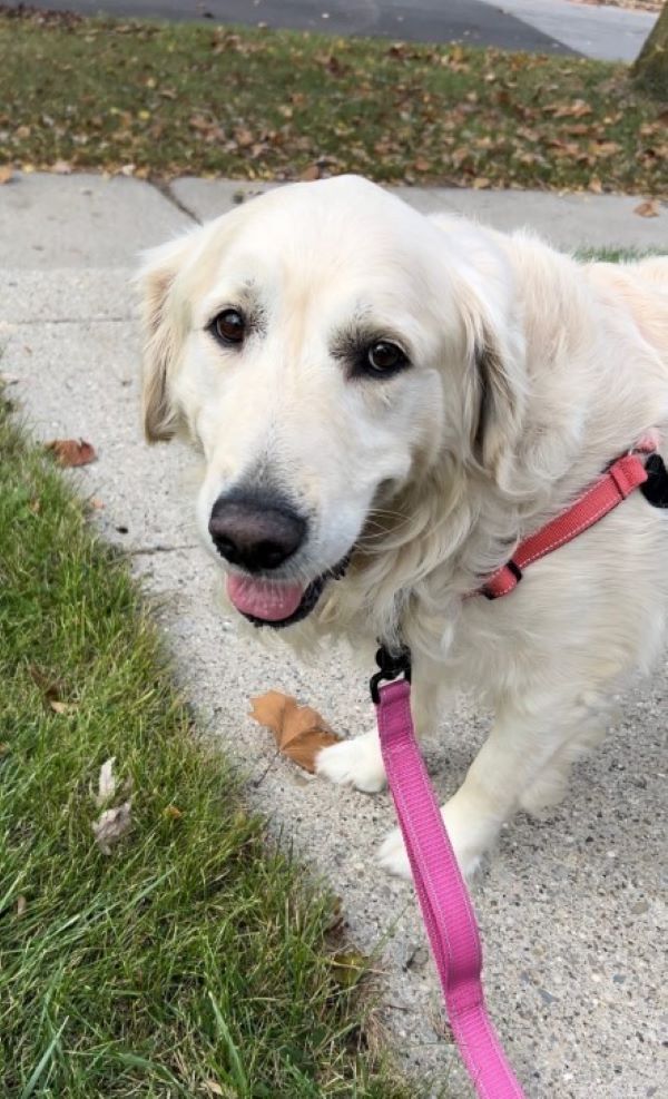 sweet white dog
