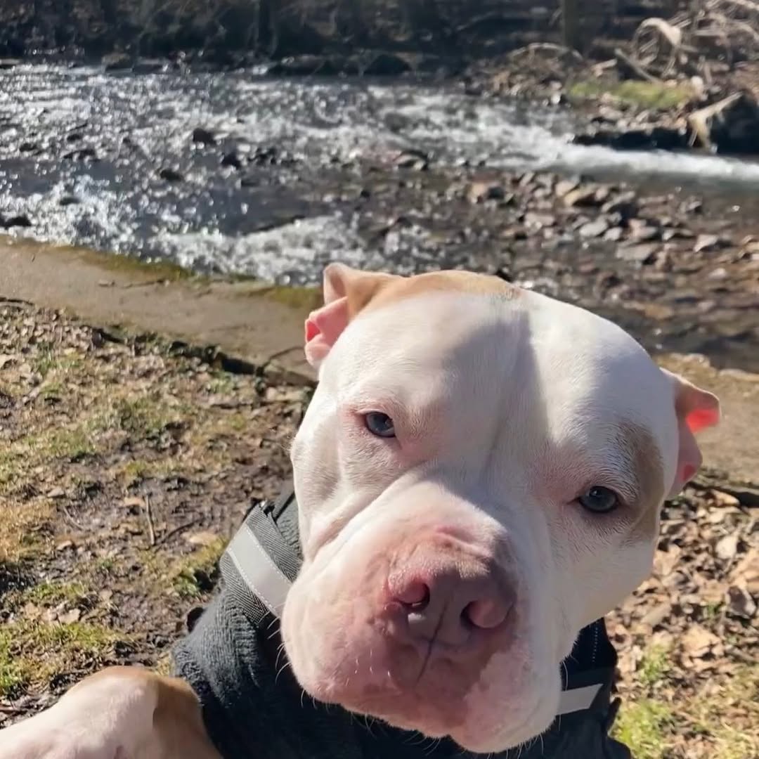 sweet white dog