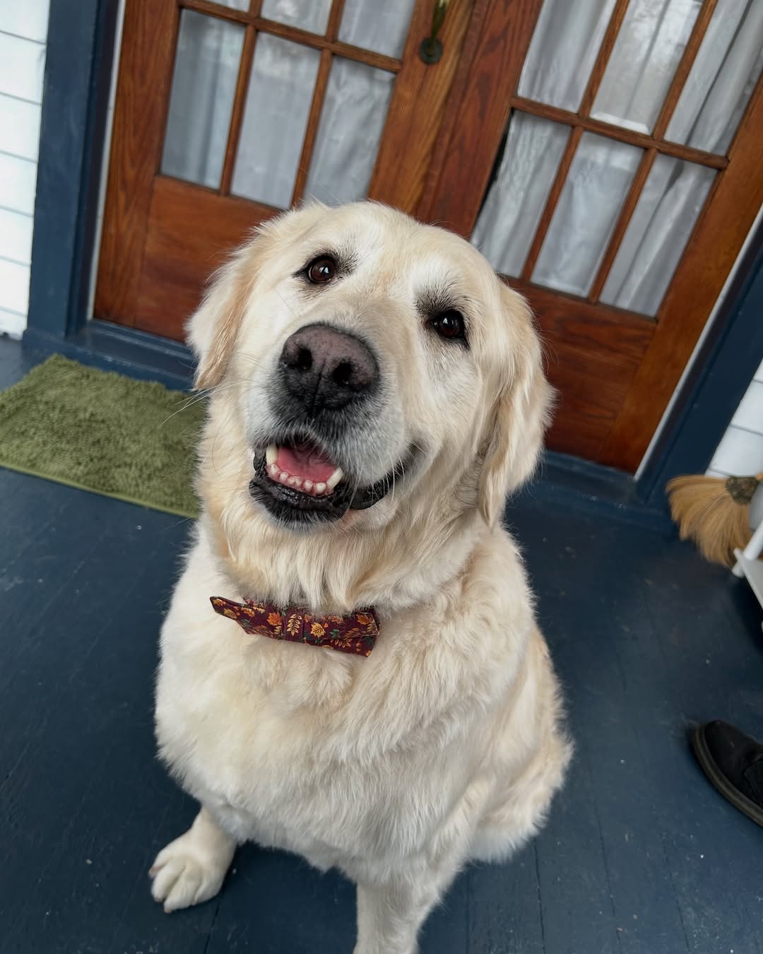 sweet white dog