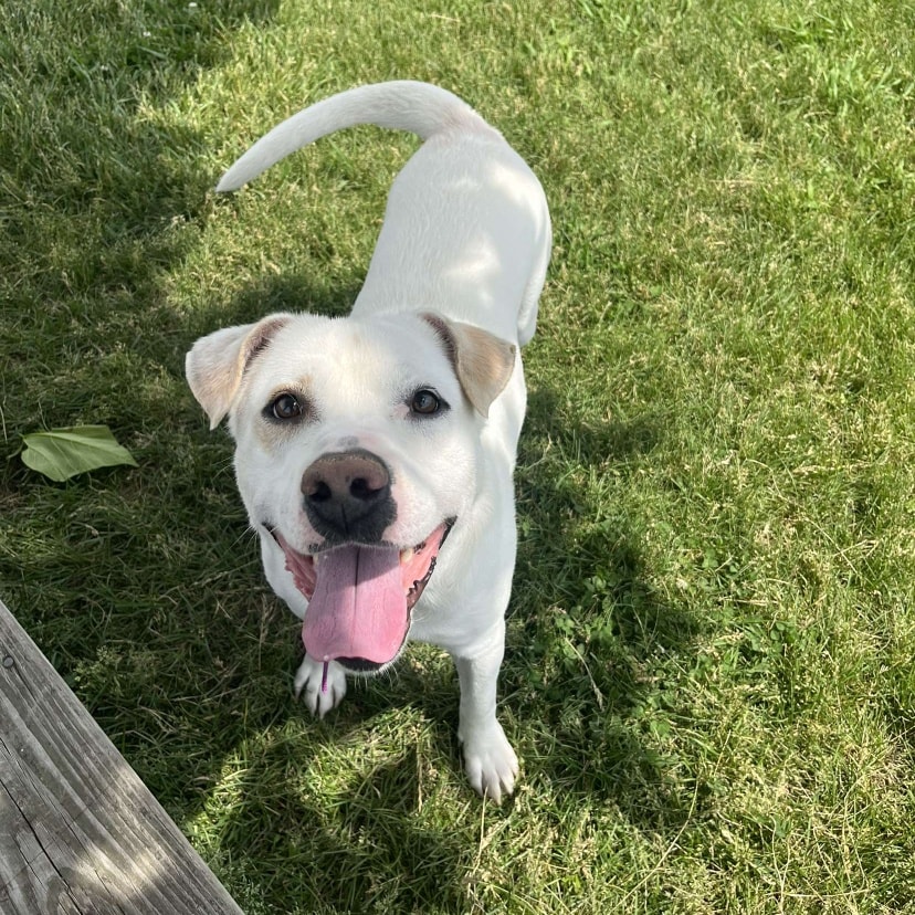 sweet white dog