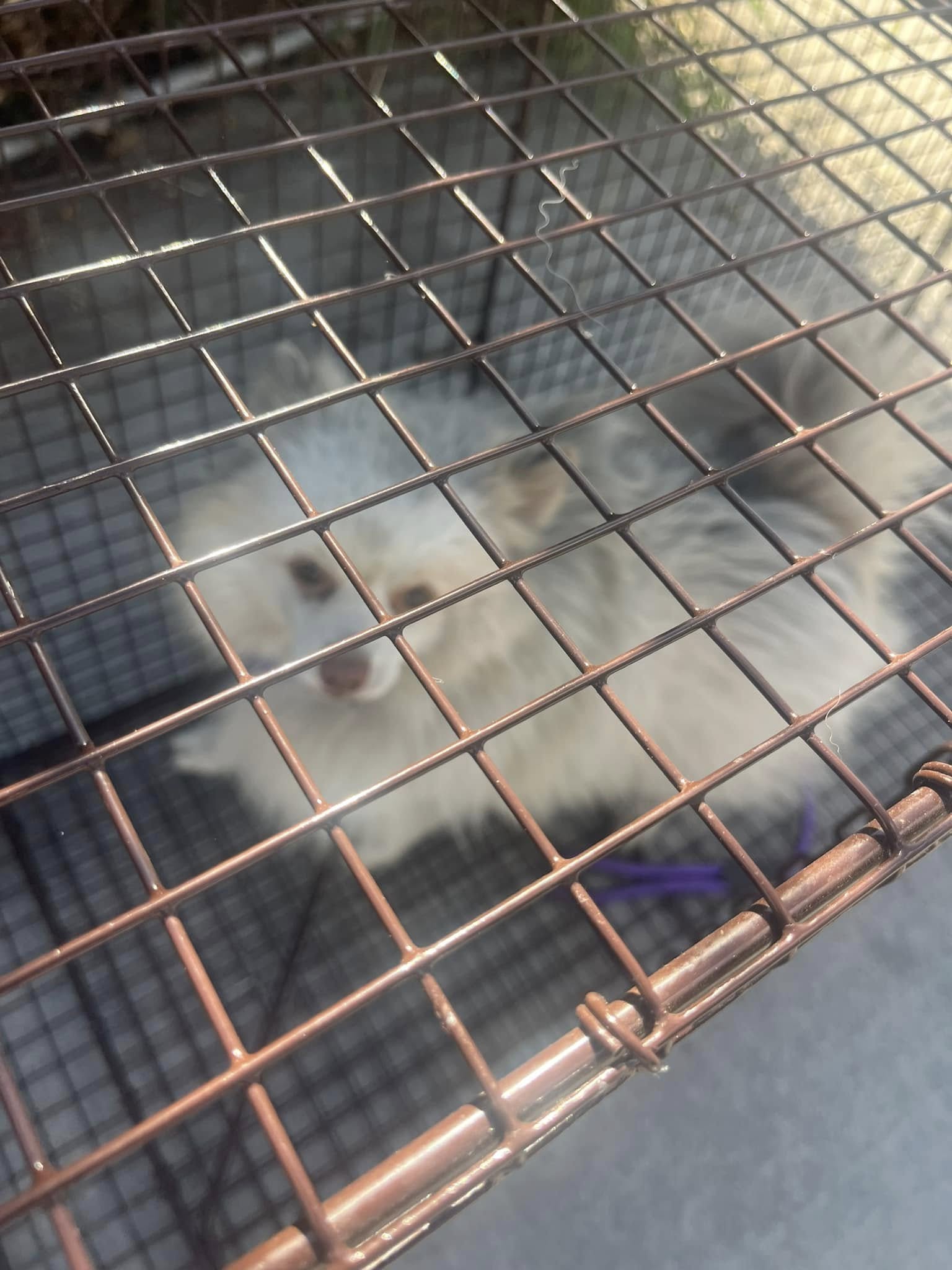 sweet white dog in crate