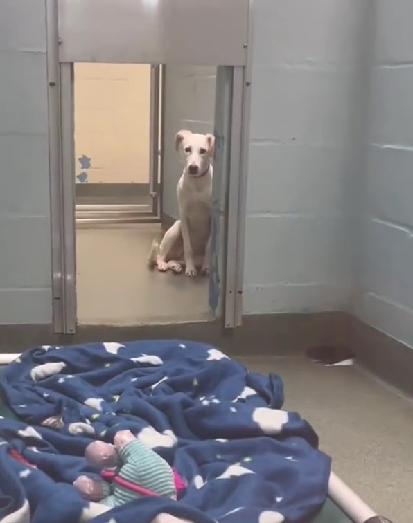sweet white dog in shelter