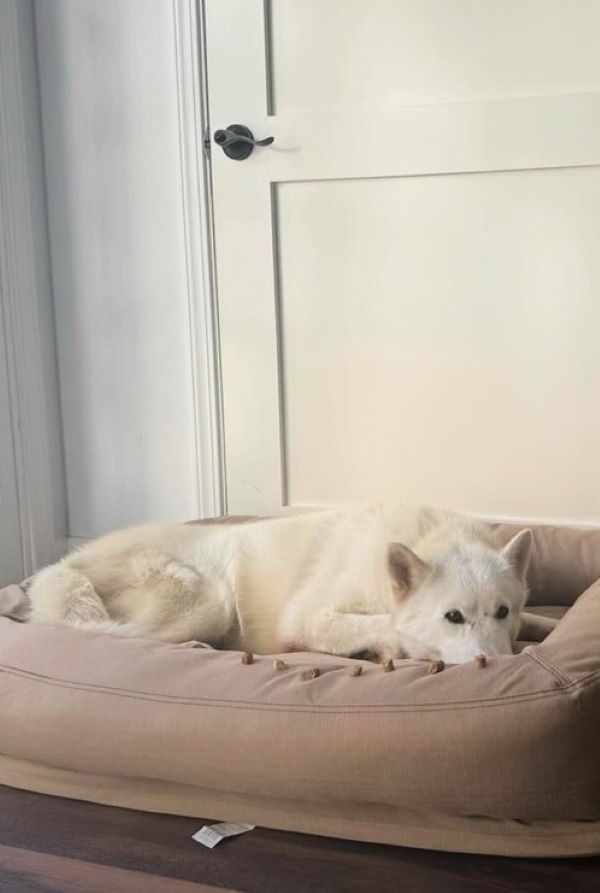 sweet white dog laying down