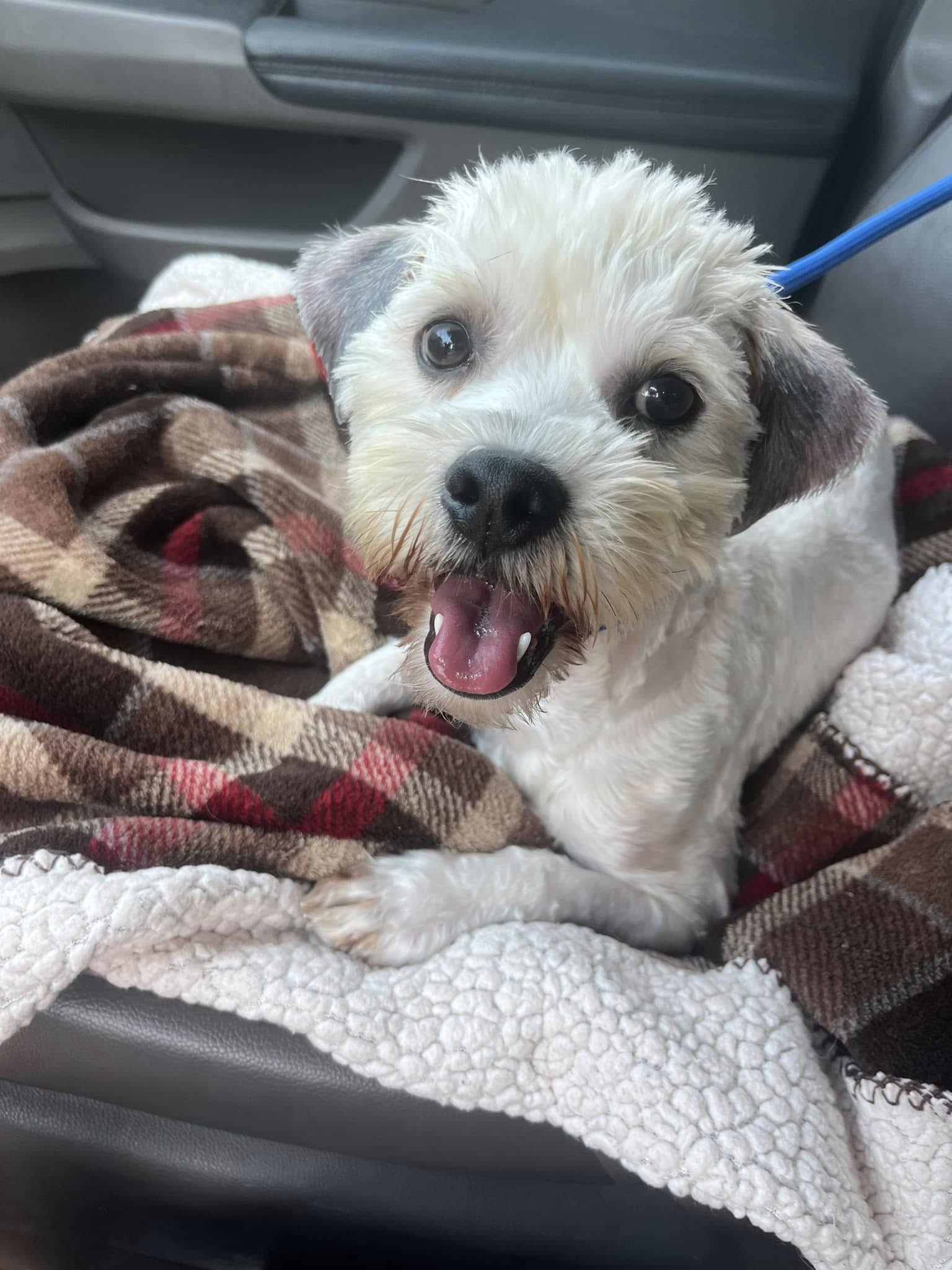 sweet white dog on seat