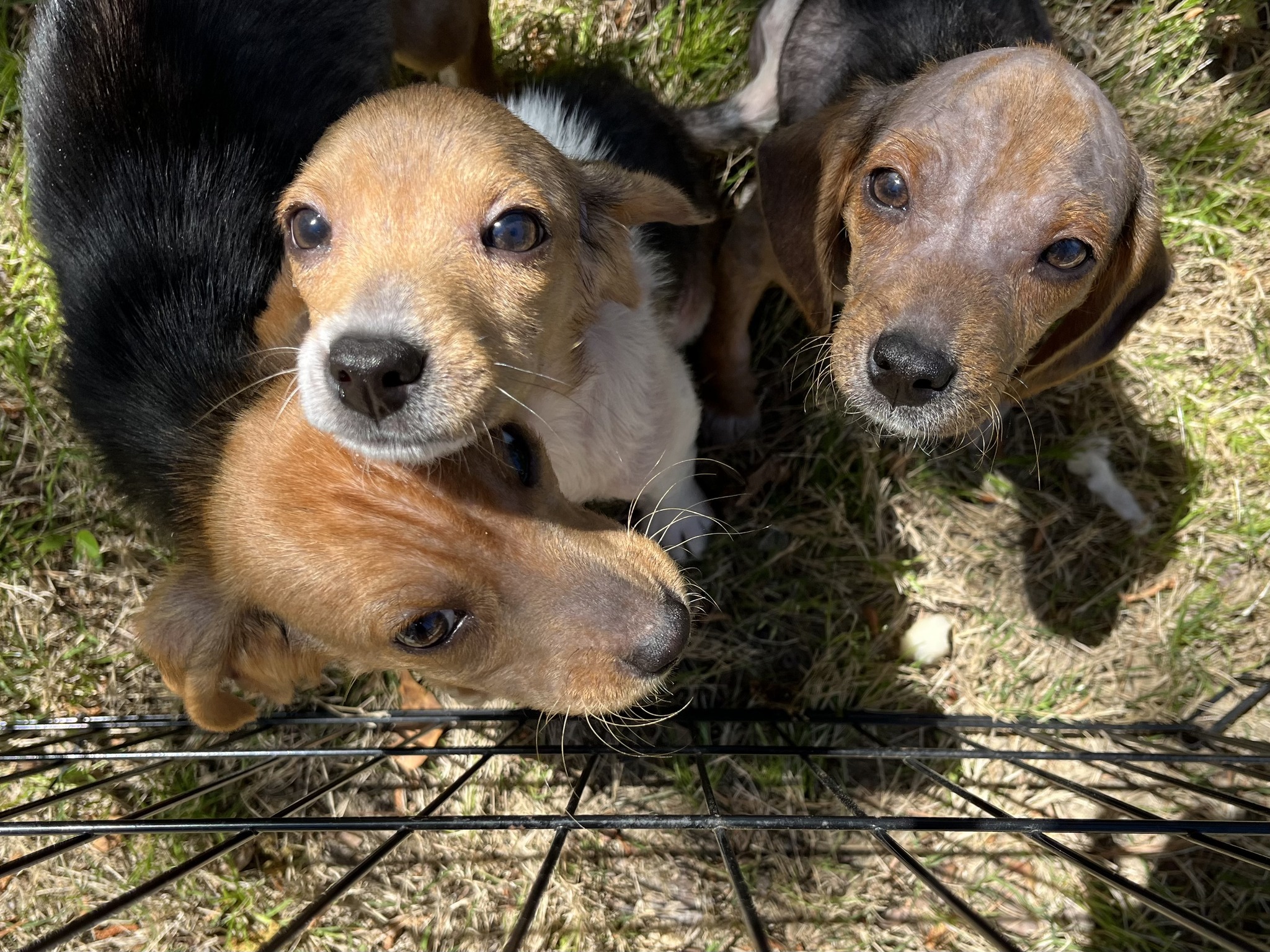 three adorable puppies