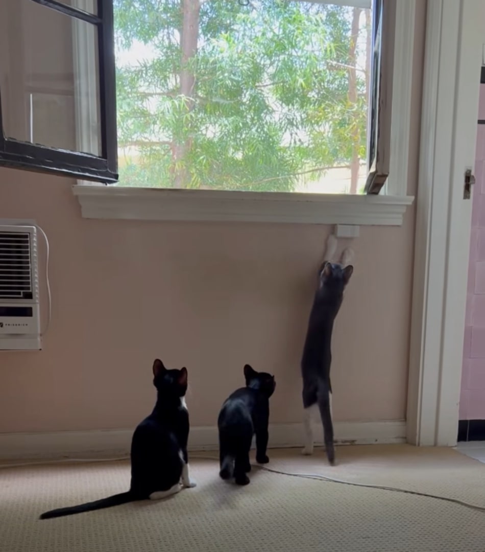 three cats in house