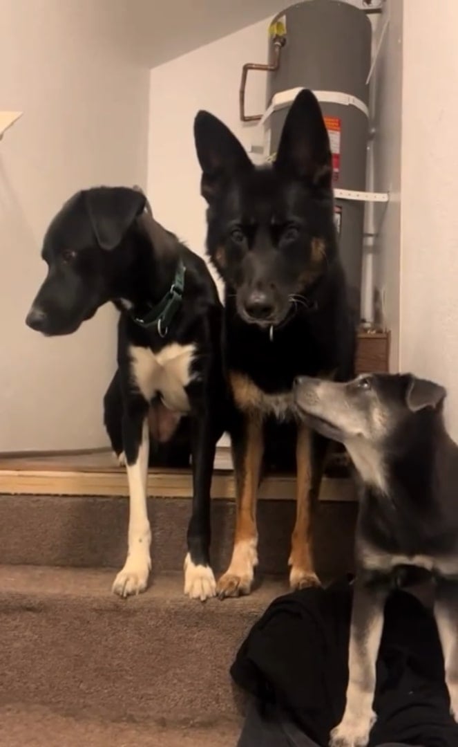 three cute dogs