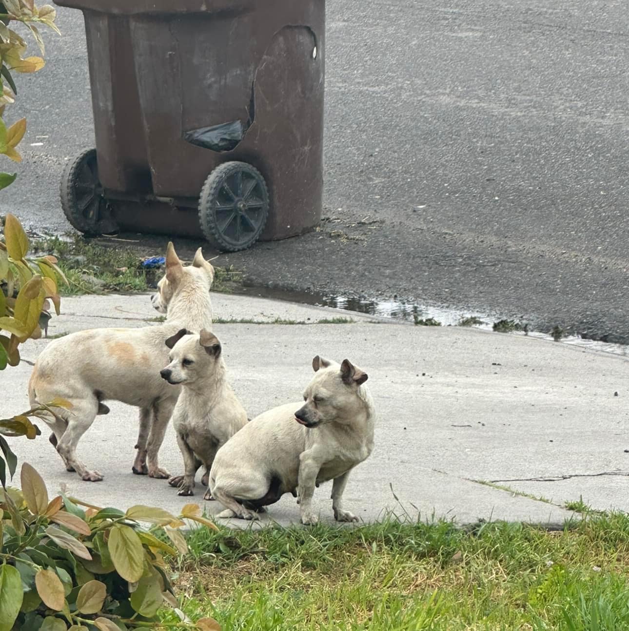 three cute dogs