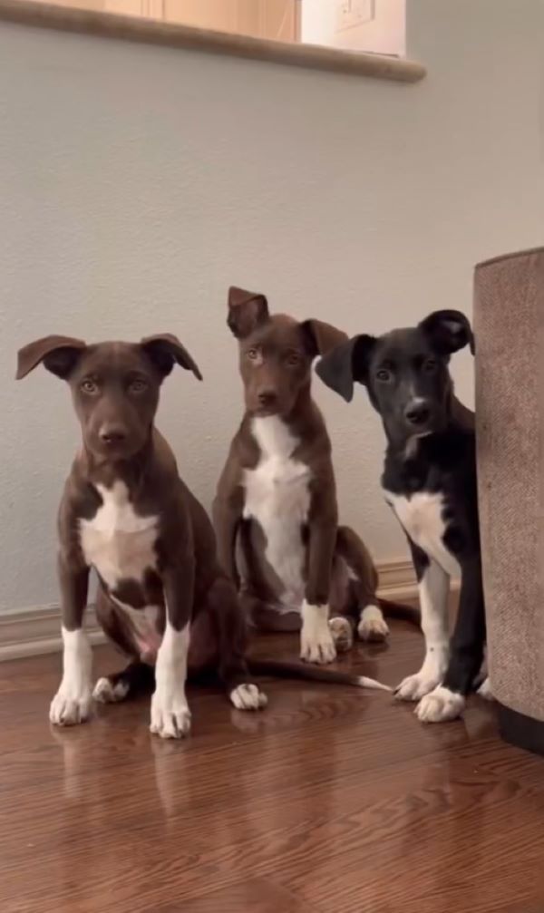 three cute dogs