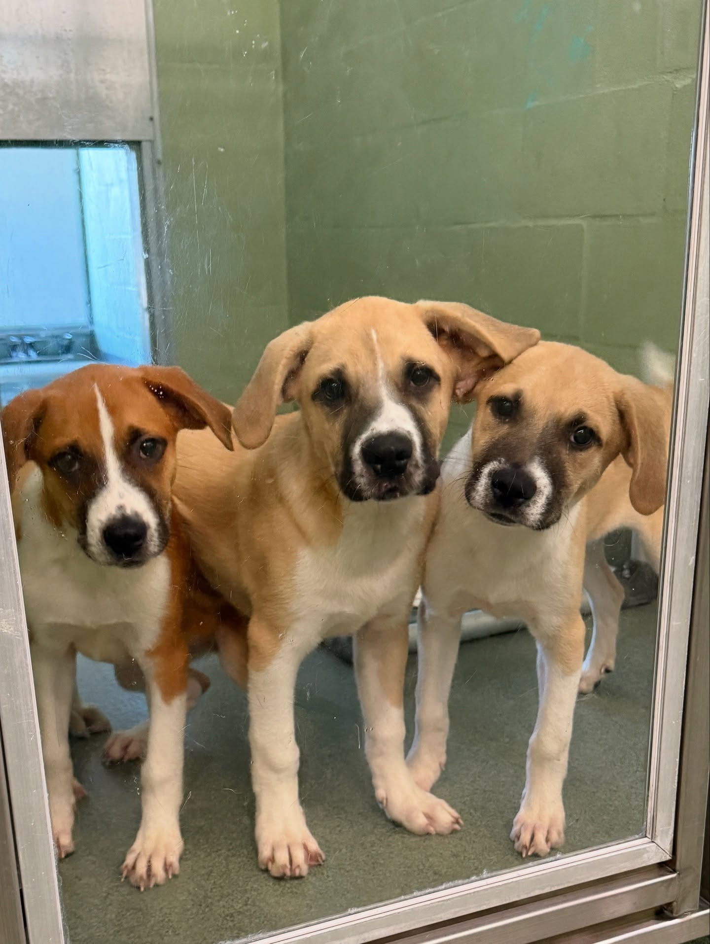 three cute puppies