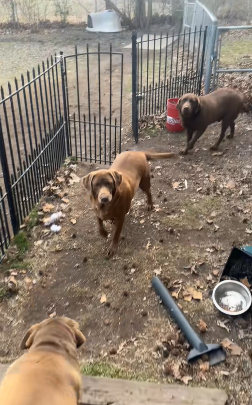 three dogs in the backyard